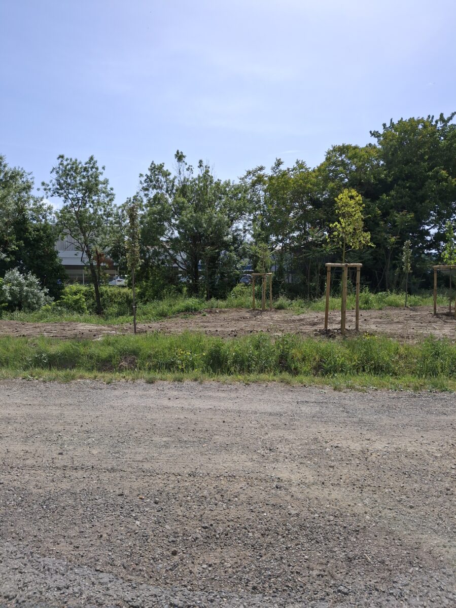 De nouveaux arbres plantés Avenue du Général de Gaulle